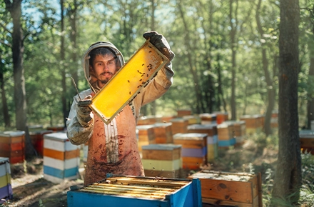 Finance to Bee Keeping
